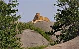 TANZANIA - Serengeti National Park - Leonessa su Kopjies - 07